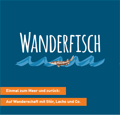Wanderfisch-Quiz
