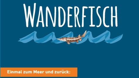 Wanderfisch Quiz
